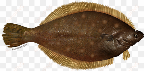 Yellowtail Flounder - Flatfish Png transparent png image