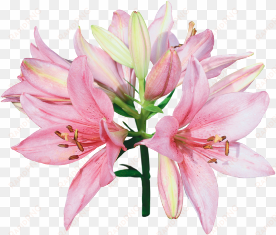you might also like - pink and white lily flowers