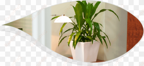 you will only have to invest some time in order to - houseplant