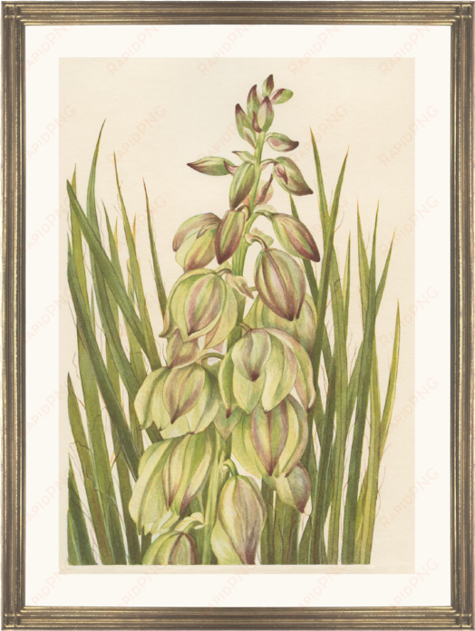 yucca - n american wild flowers 1925 yucca poster print by