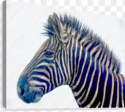 zebra 2450 canvas print - calvendo zebras - ungezähmte kraft (wandkalender 2017
