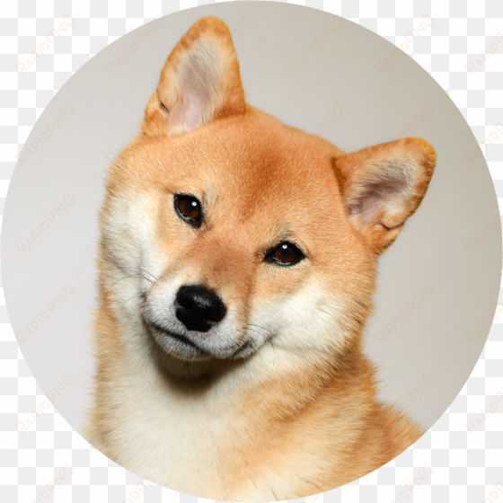 zelda is a five year old shiba inu from seattle, wa - dog